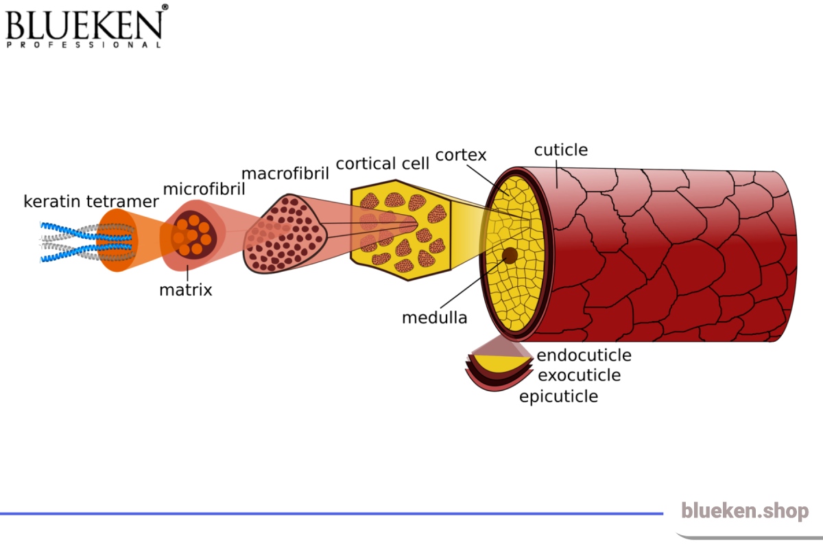 نقش کراتین در زیبایی و سلامت مو